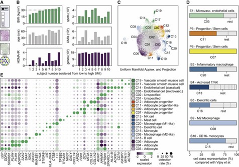 Figure 1. Integration of spatial and single-cell transcriptomic data reveals 18 distinct cell classes in human WAT. (Bäckdahl et al., 2021)