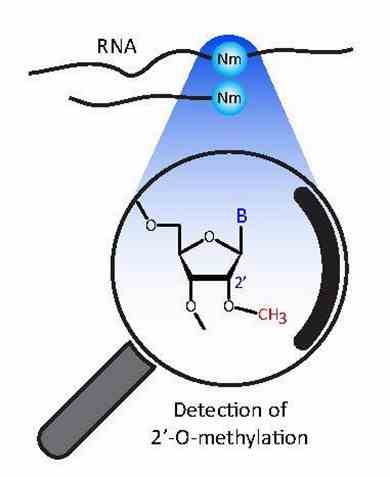 Fig 1. Mapping of RNA Ribose 2'-O-Methylations (Yuri Motorin, Virginie Marchand, 2018)
