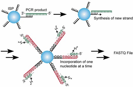 Figure 1. Antibody screening process using phage display libraries and next-generation sequencing (NGS).