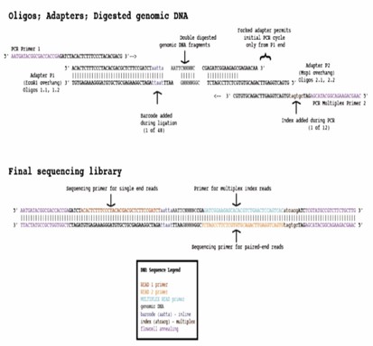 ddRAD-seq Library Construction Diagram.