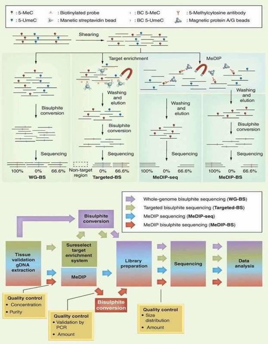 Figure 1. Various NGS-based methods for analyzing DNA methylation (Jeong et al., 2016).