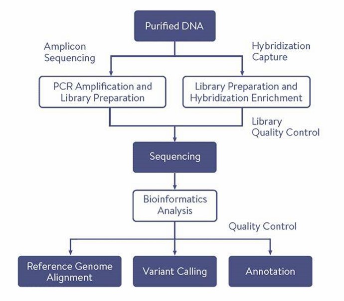 Workflow of Targeted Methylation Sequencing Panel.
