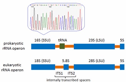 Figure 1. Sanger Sequencing Summary Diagram.