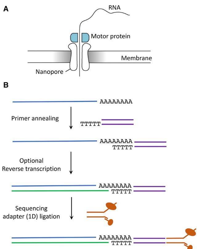 Fig 1. Workflow of library preparation utilizing Oxford Nanopore Technologies. (Nicky Jonkhout et al., 2017)