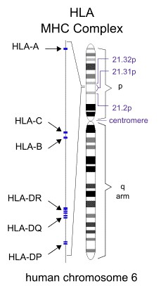 Figure 1. Illustration showing the positions of genes encoding HLA.