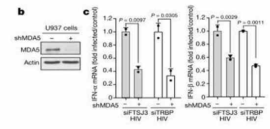 Figure 5: FTSJ3 Influence on MDA5-IFN Pathway Sensitivity. (Ringeard et al., 2019)