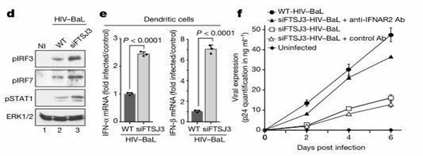 Figure 6: Suppression of HIV Replication by FTSJ3 Depletion. (Ringeard et al., 2019)