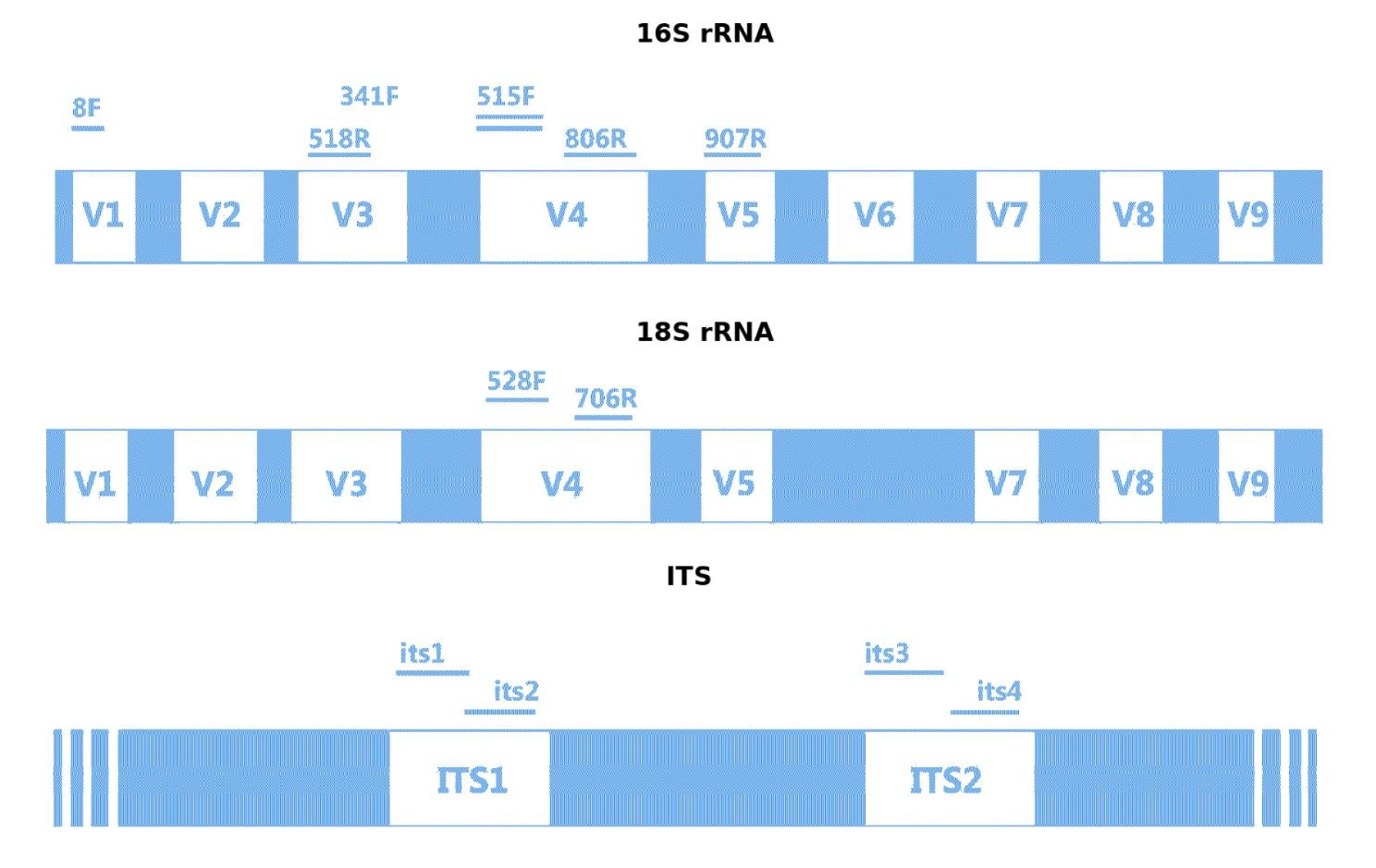 Targeted Areas and Widely Used Primers for 16S rRNA, 18S rRNA, and ITS Amplification