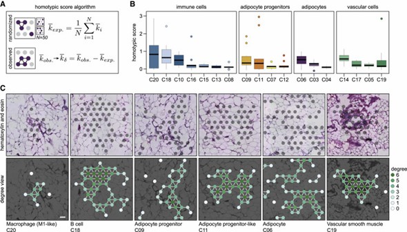 Figure 2. Resident cells in WAT exhibit significant variations in their tendency to form homotypic cell clusters. (Bäckdahl et al., 2021)