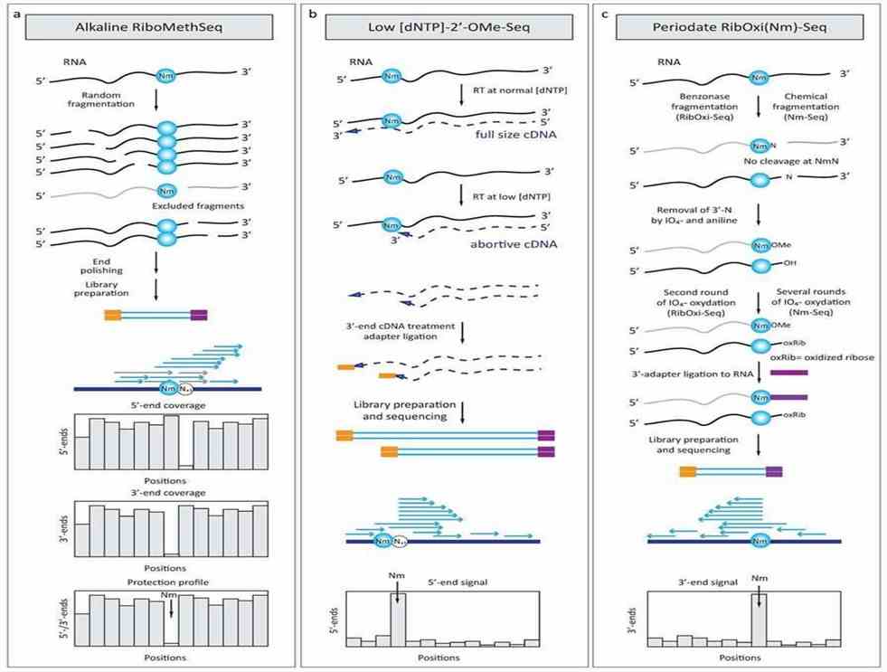 Fig 2. Advanced sequencing approaches for detecting 2′-O-methylated residues in RNA (Yuri Motorin, Virginie Marchand, 2018)