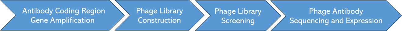 The Workflow of Phage Display Library Screening.