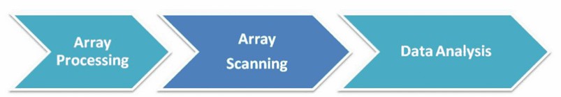 The Workflow of SNP Microarray.