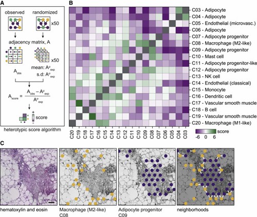 Figure 3. Certain cell populations in WAT form heterotypic clusters. (Bäckdahl et al., 2021)