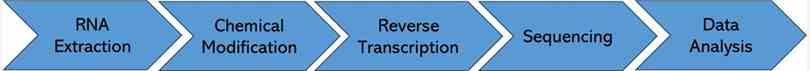 The Workflow of 2'-O-RNA Methylation Sequencing.