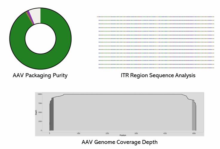 The AAV Genome Sequencing Results Display Figure.