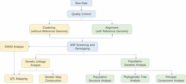 The Data Analysis Pipeline of ddRAD-seq.