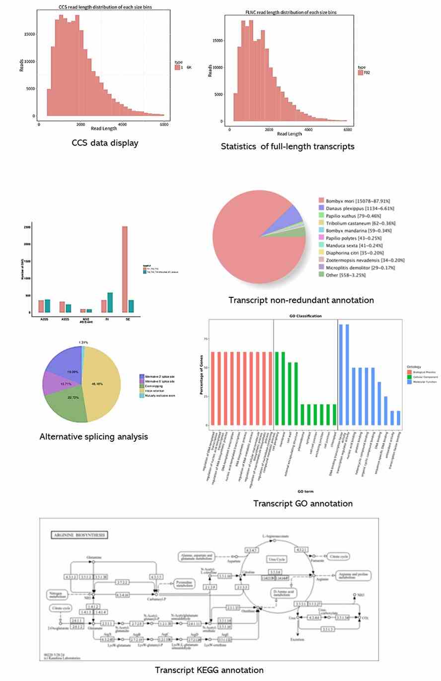 The Iso-Seq Results Display Figure.