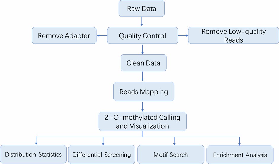 The Data Analysis Pipeline of 2'-O-RNA Methylation Sequencing.