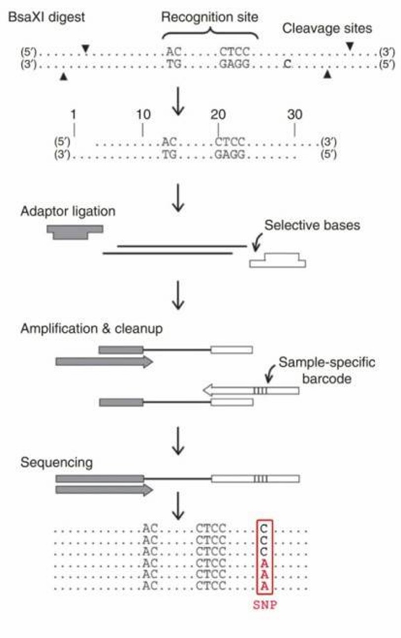 Figure 1. Diagrammatic representation of the 2b-RAD workflow.
