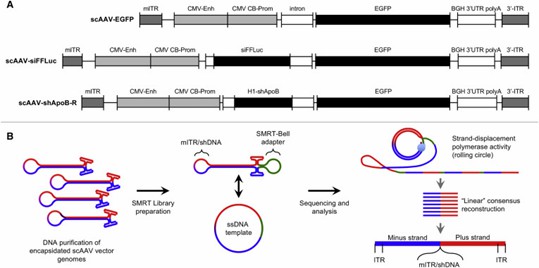 Figure 1. Profiling of scAAV Genomes at Single-Particle Resolution Using AAV-GPseq. (Tai et al.,2018)