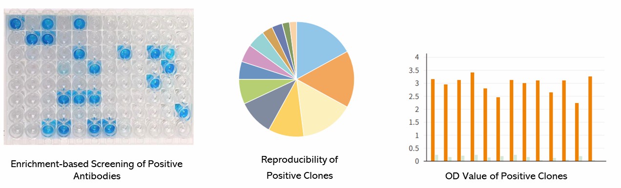 The Phage Display Library Screening Results Display Figure.