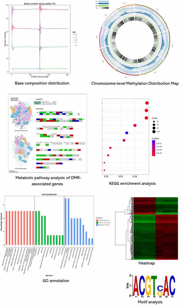 The Epigenomics Sequencing Results Display Figure.
