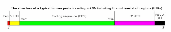 Figure 1 Standard mRNA Structure.