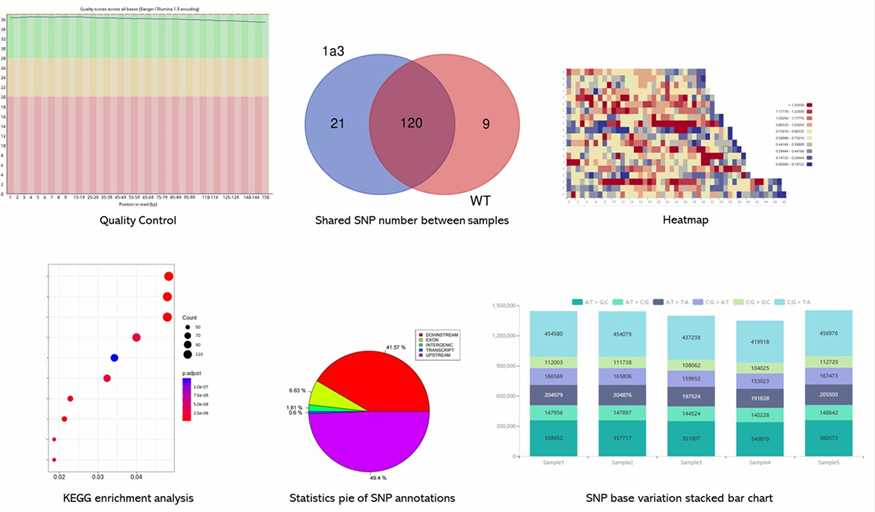 The Gene Panel Sequencing Results Display Figure.