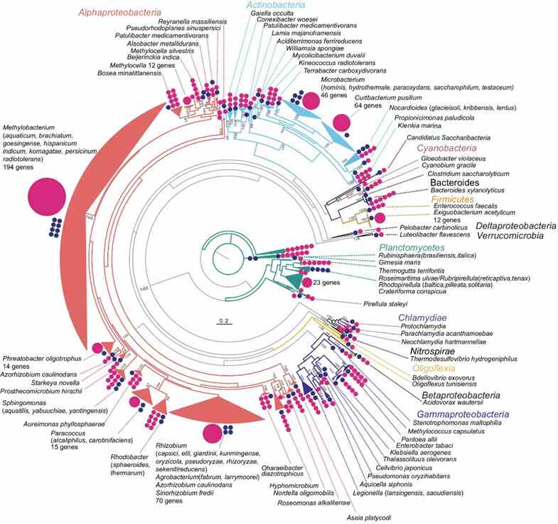 Fig. 1: Phylogenetic overview of detected 16S rRNA genes in the metagenome. (Masuda et al., 2024)