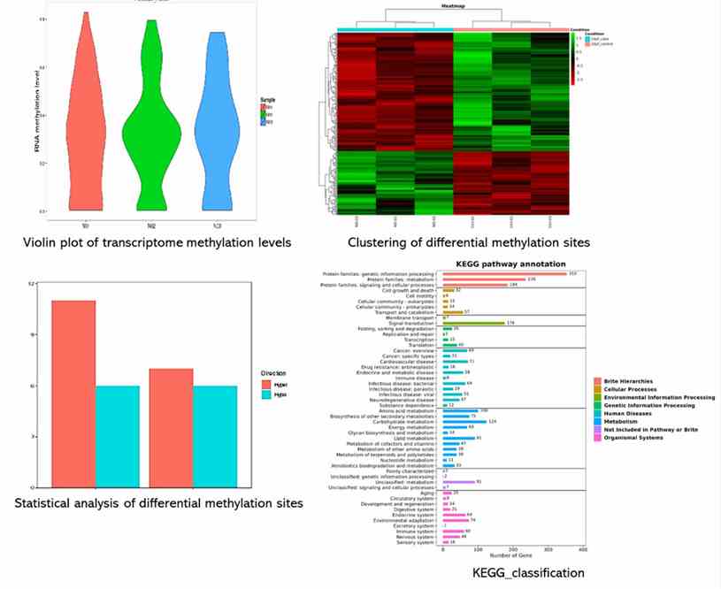 The Nanopore RNA Methylation Sequencing Results Display Figure.