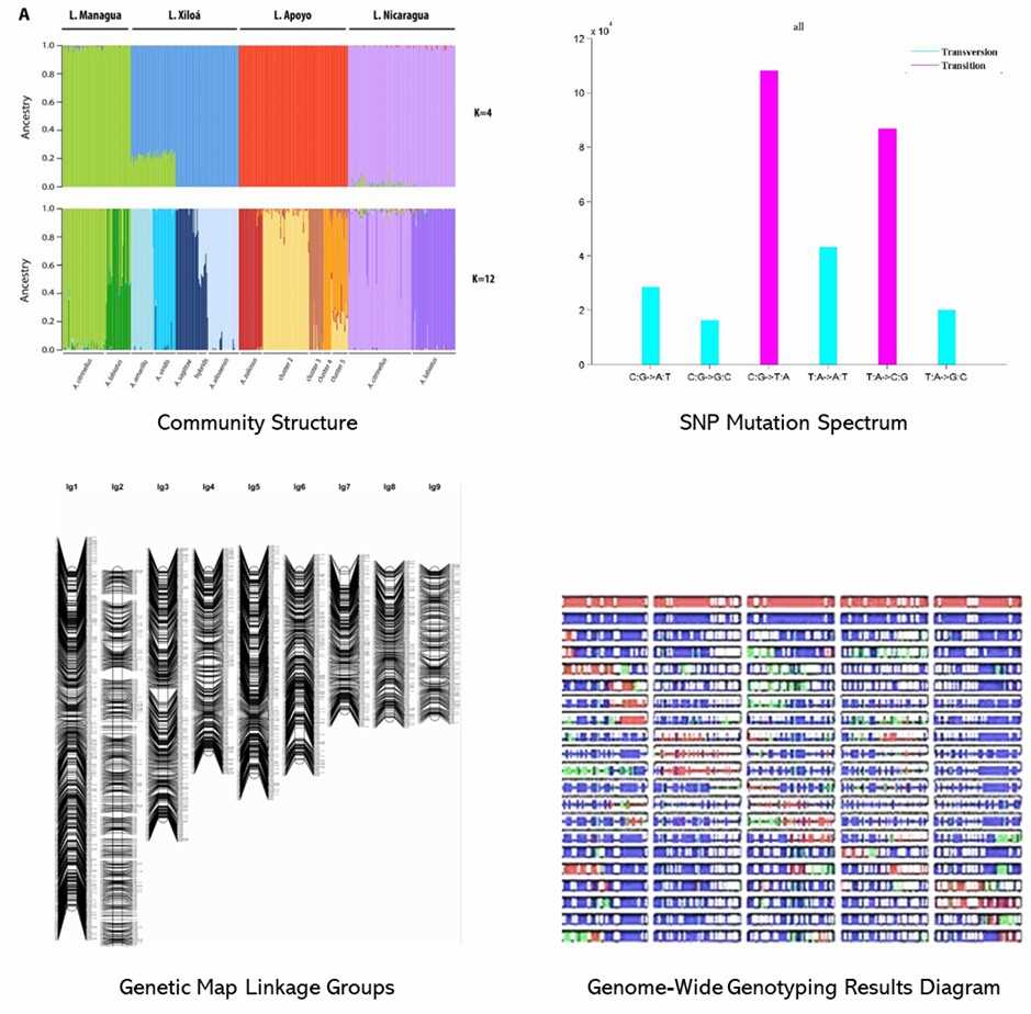 The SNP Microarray Results Display Figure.