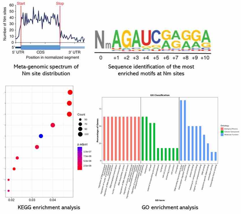 The 2'-O-RNA Methylation Sequencing Results Display Figure.