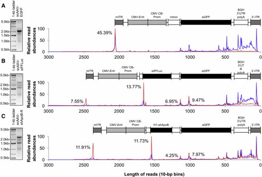 Figure 2. Evaluation of Abundance in Heterogeneous AAV Genome Populations. (Tai et al.,2018)
