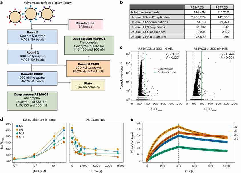Fig. 1: Deep screening of a library selected through yeast display. (Porebski et al., 2024)