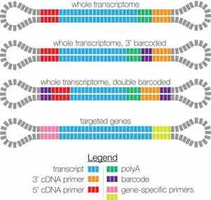Figure 1 Standard mRNA Structure.