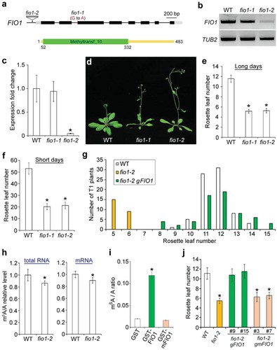 Figure 1: FIO1 influences flowering time and mRNA m6A levels in Arabidopsis. (Xu et al., 2022)