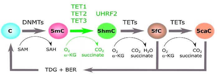 Figure 1. The cycle of cytosine methylation as described by Ecsedi (2018).