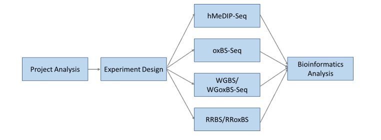 The Workflow of 5mC/5hmC Sequencing