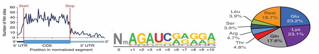 Figure 1: Features of 2'-O-RNA Methylation Sites in Human Cell mRNA. (Dai et al., 2017)