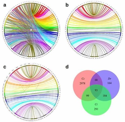 Figure 2. Circos diagram illustrating the syntenic relationships between C. c. haematopterus (right) and (a and b) C. c. carpio (left) and Danio rerio, with (d) Venn diagrams showing overlaps among uniquely aligned markers mapped to the genomes of C. c. carpio (Cc), D. rerio (Dr), and C. idellus (Ci). (Feng et al., 2018)