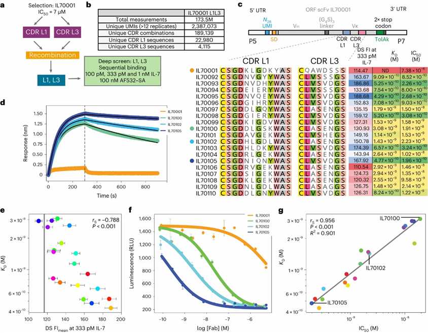 Fig. 2: Deep screening of a non-selected scFv library. (Porebski et al., 2024)