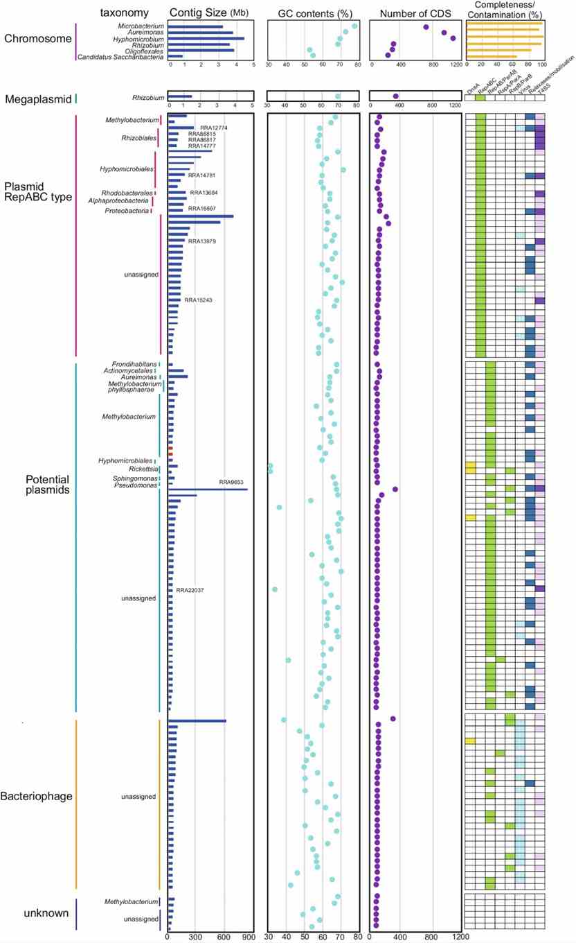 Fig. 3: Properties of circular contigs (n = 142). (Masuda et al., 2024)
