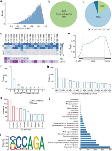Figure 2: Spatial distribution of hypomethylated sites in fio1-2. (Xu et al., 2022)