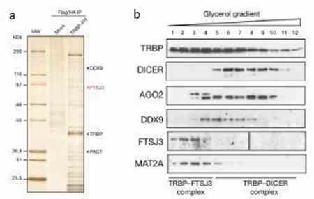 Figure 2: TRBP-Mediated Formation of Two Distinct Complexes. (Ringeard et al., 2019)