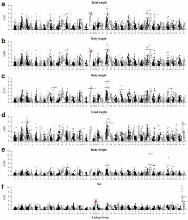 Figure 3. Genome scan of LOD profiles for (a) total length, (b) body length, (c) body height, (d) head length, (e) body weight, and (f) sex in C. c. haematopterus. (Feng et al., 2018)