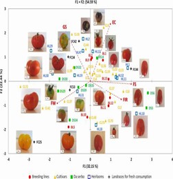 Fig. 3 Loading plot for the first (F1) and second (F2) principal components, illustrating variation in key fruit traits among accessions from the mini-core set, derived from ddRAD SNP data of 288 cultivated tomato genotypes. (Esposito et al., 2020)