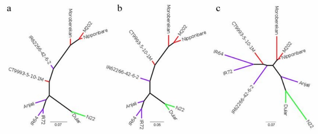 Figure 2. Phylogenetic trees generated with SNPhylo. (Schaarschmidt et al., 2020)
