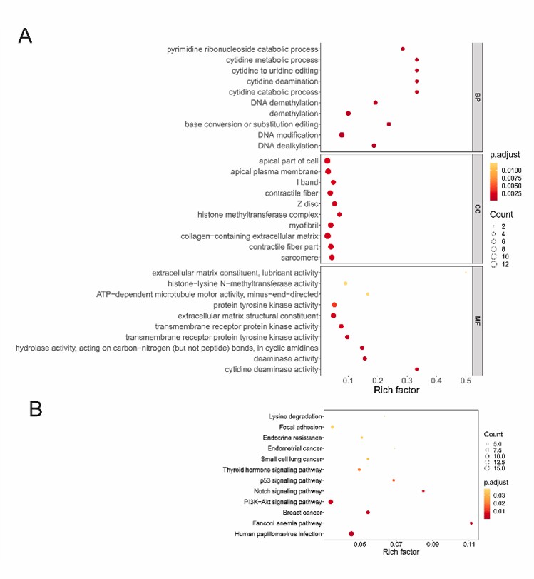 Fig. 3. Functional enrichment analysis of mutated genes in multiple myeloma. (Xie et al., 2023)