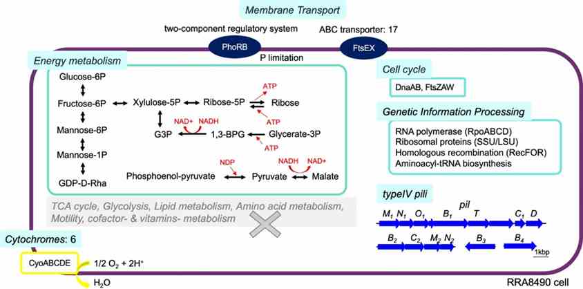 Fig. 4: Predicted metabolic profile of RRA8490, a putative novel strain in the Candidatus Saccharibacteria phylum. (Masuda et al., 2024)