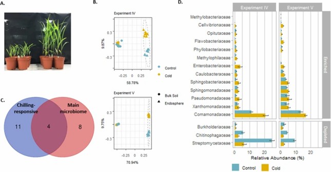 Fig 2. Changes in bacterial communities due to chilling temperature treatment in experiments IV and V. (Beirinckx et al., 2020)